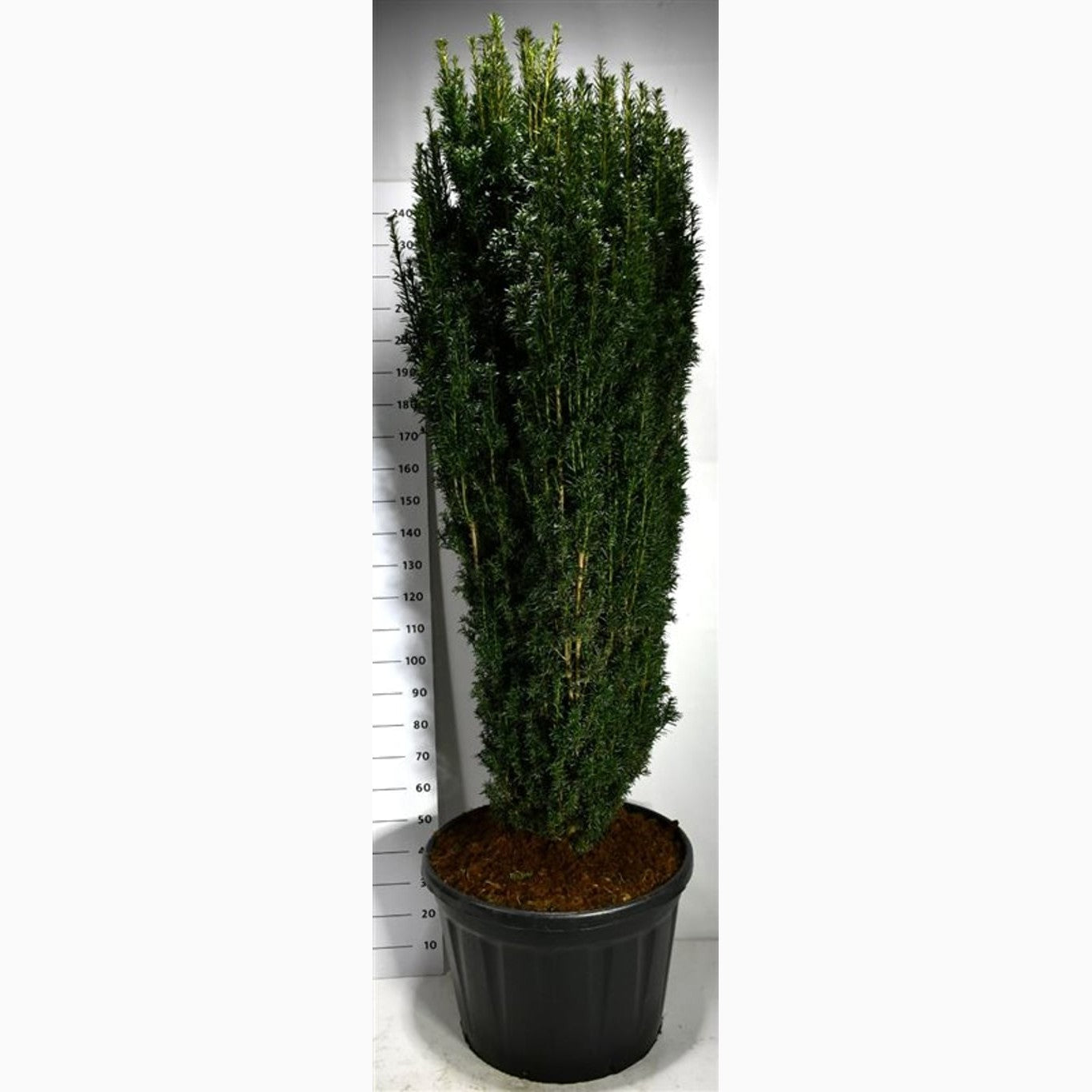 Idegran – Taxus baccata 'Pirat' - 180-200 CM in container